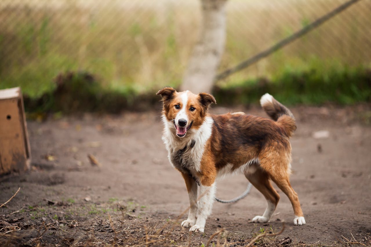 A cute Border Collie dog stands on a leash in an outdoor field with a blurred background.